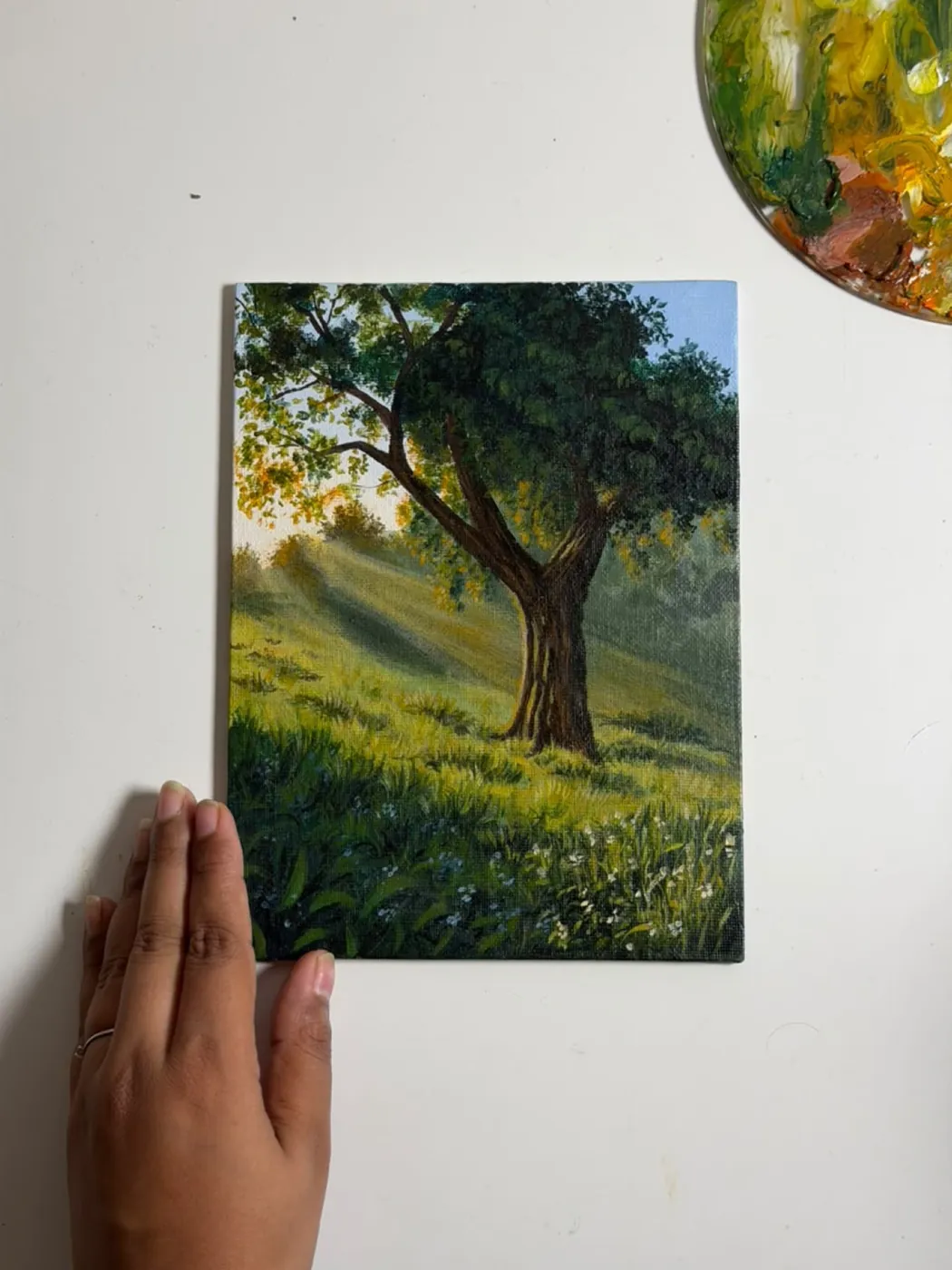Sunlight through the old tree